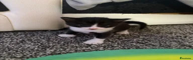 Domestic Shorthair 1
