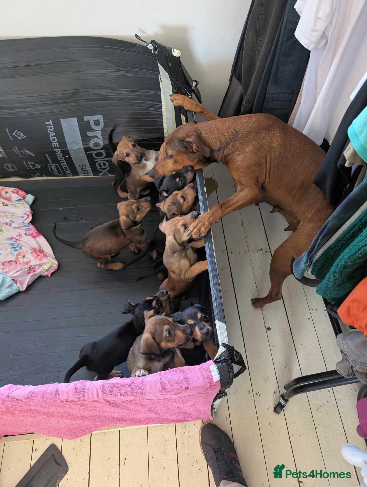 Mixed Breed dogs Ready in two week shepherd mix for sale  - Advert 18