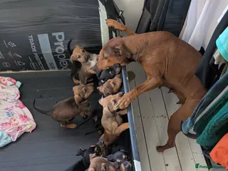 Mixed Breed dogs Ready in two week shepherd mix for sale - Advert 18