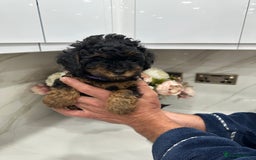 Toy Poodle dogs for sale: Beautiful Toy Poodle Puppies for Sale - Image 8