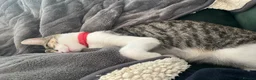 Mixed Breed cats for sale: Two bonded Boys - to go together  in Abbots Langley - Advert 6