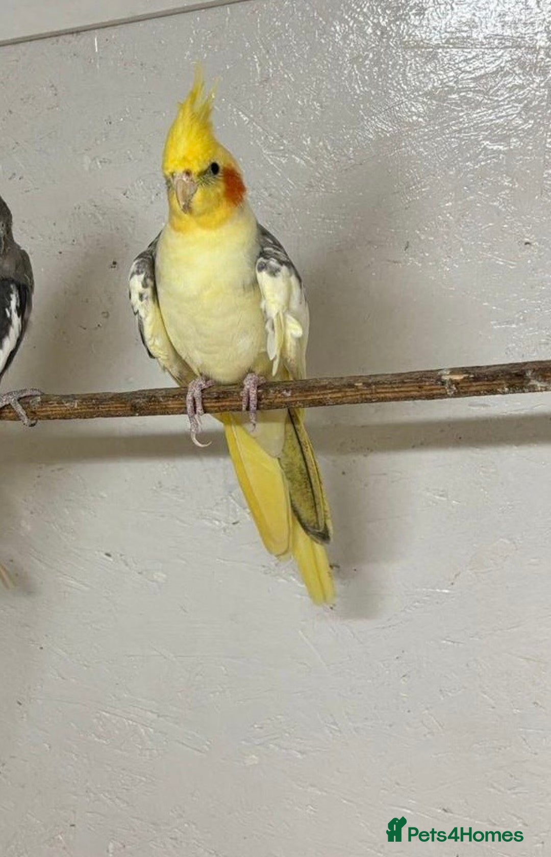 Cockatiels birds for sale: Breeding of cockatiels  - Advert 3