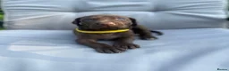 German Shorthaired Pointer dogs for sale: German shorthaired pointer X Weimaraner  - Advert 4