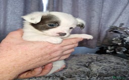 Pomchi dogs for sale: Last male pomchi left - Image 11