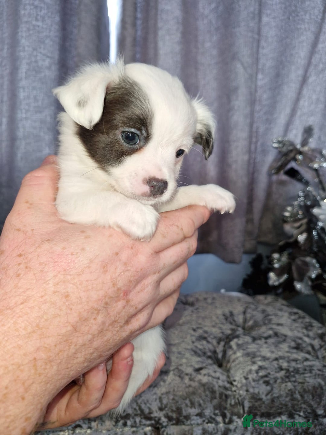 Pomchi dogs for sale: Last male pomchi left - Image 11