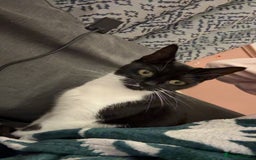 Mixed Breed cats for sale: rehoming Asap mother and 2 kittens - Image 1