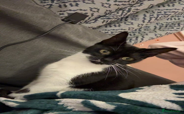 Mixed Breed cats - Advert 11