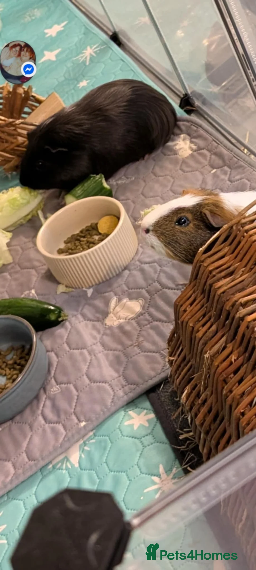 Guinea Pig rodents for sale: 💕2 Sweet Boys with Full Set Up💕 - Advert 2