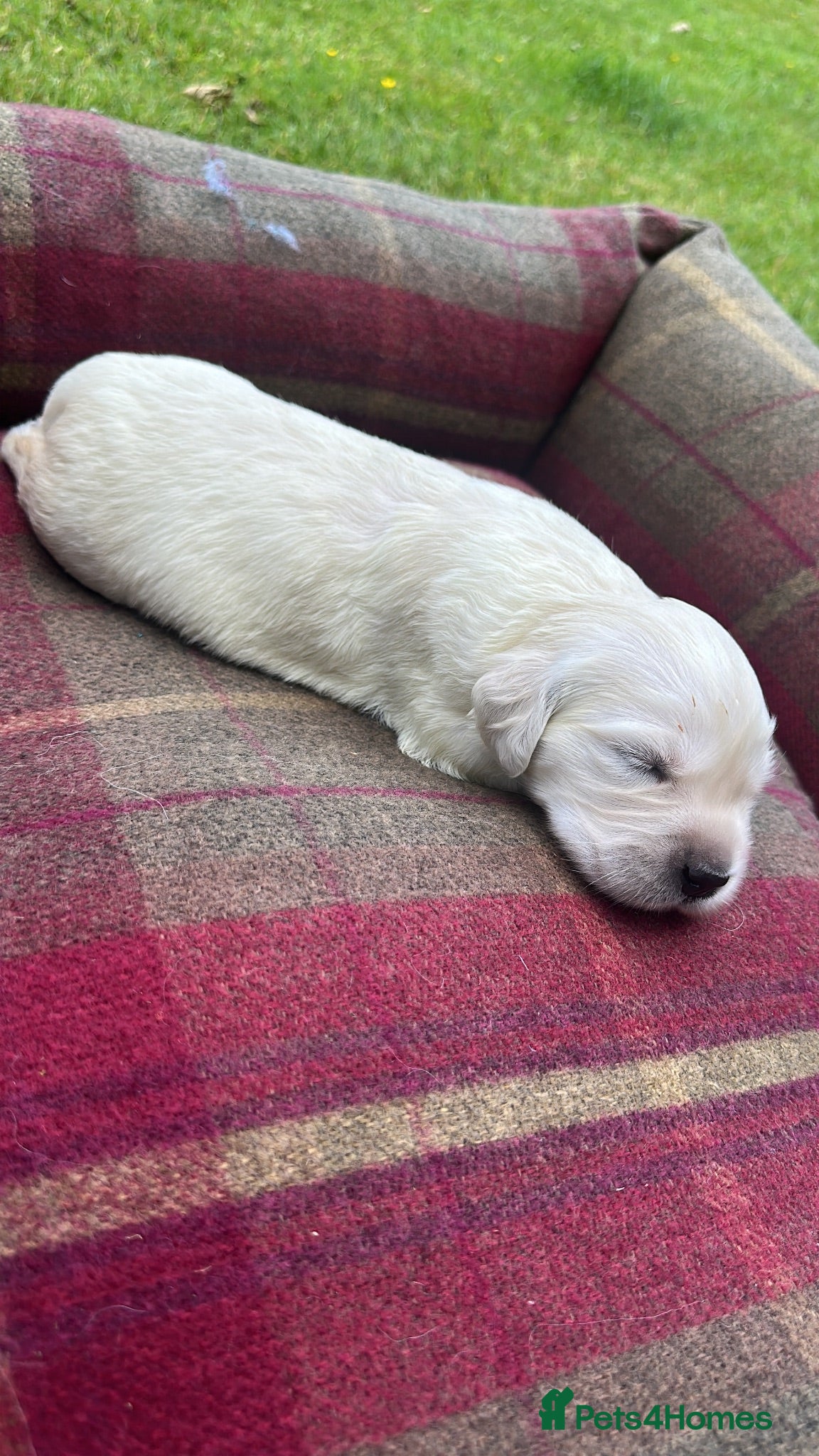 Golden Retriever dogs Superb Golden Retriever Kennel Club Registered  - Advert 1