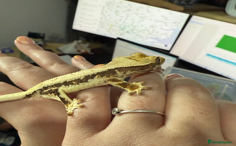 Gecko reptiles - Advert 1