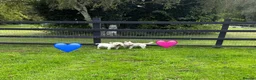 West Highland Terrier dogs for sale: KC adult Westies - Advert 3