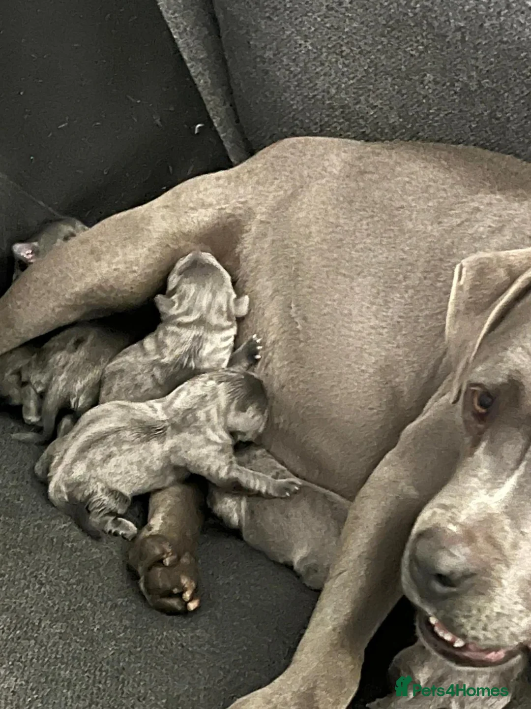 Mixed Breed dogs for sale: 4 females in Leicester - Advert 2