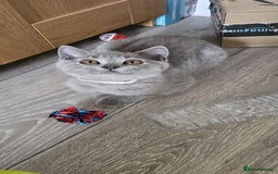 British Shorthair cats for sale: British Blue Shorthair - Image 18