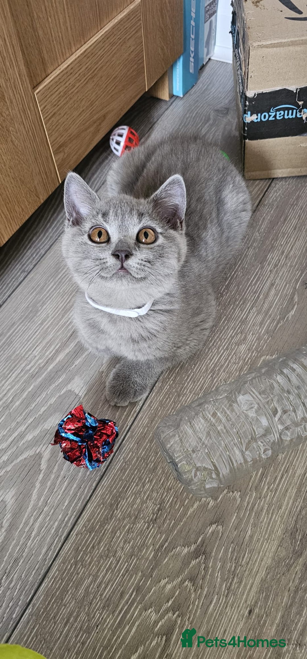 British Shorthair cats for sale: British Blue Shorthair - Image 18