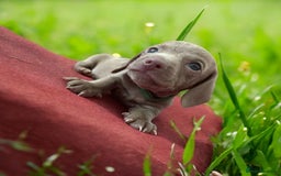 Miniature Dachshund dogs for sale: Stunning Isabella mini reg 5* health cert ready - Image 8