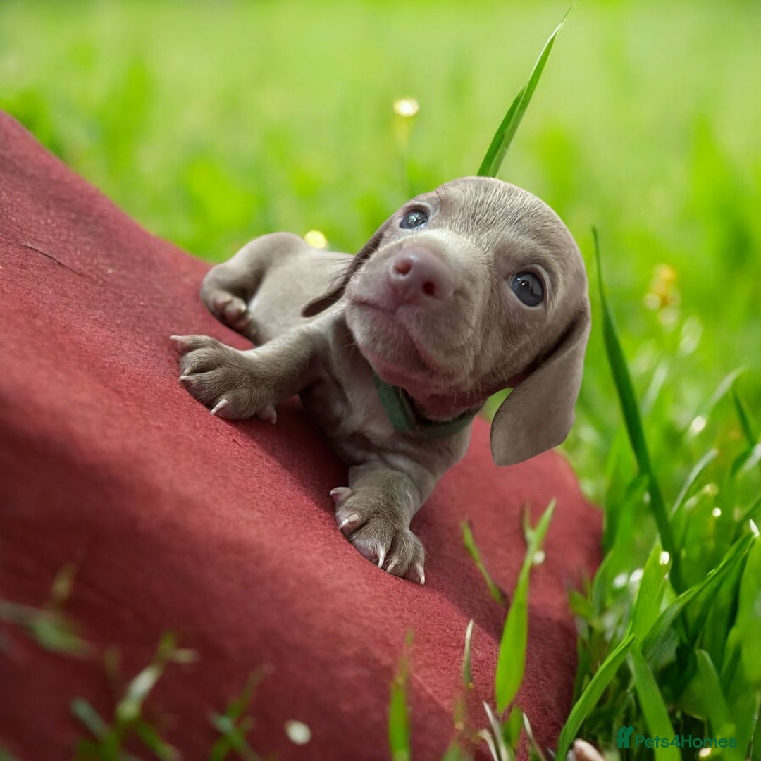 Miniature Dachshund dogs for sale: Stunning Isabella mini reg 5* health cert ready - Image 8