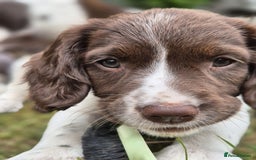 English Springer Spaniel dogs for sale: KC Reg. READY NOW. English Springer Spaniel 8 WKS - Image 35