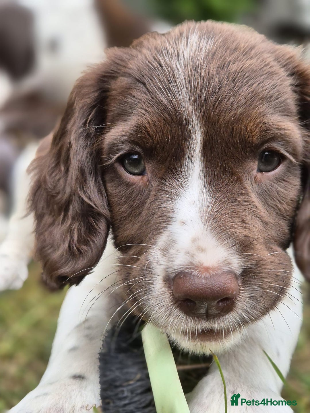 English Springer Spaniel dogs for sale: KC Reg. READY NOW. English Springer Spaniel 8 WKS - Image 35