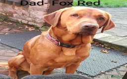 Labrador Retriever dogs for sale: Golden/Yellow Labrador retriever Puppies - Image 14