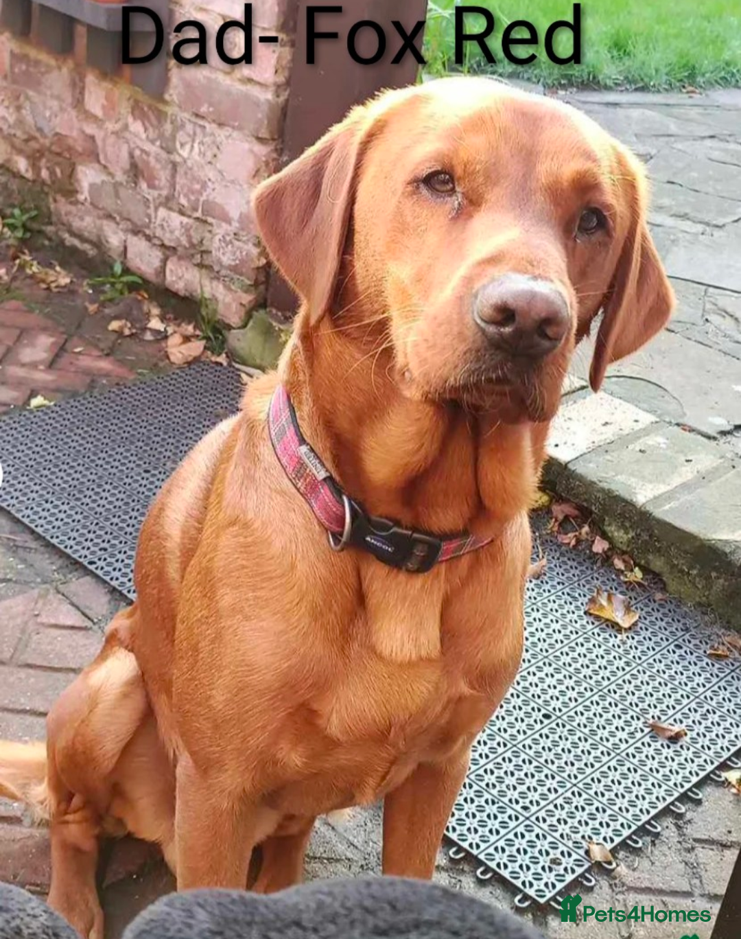 Labrador Retriever dogs for sale: Golden/Yellow Labrador retriever Puppies - Image 14