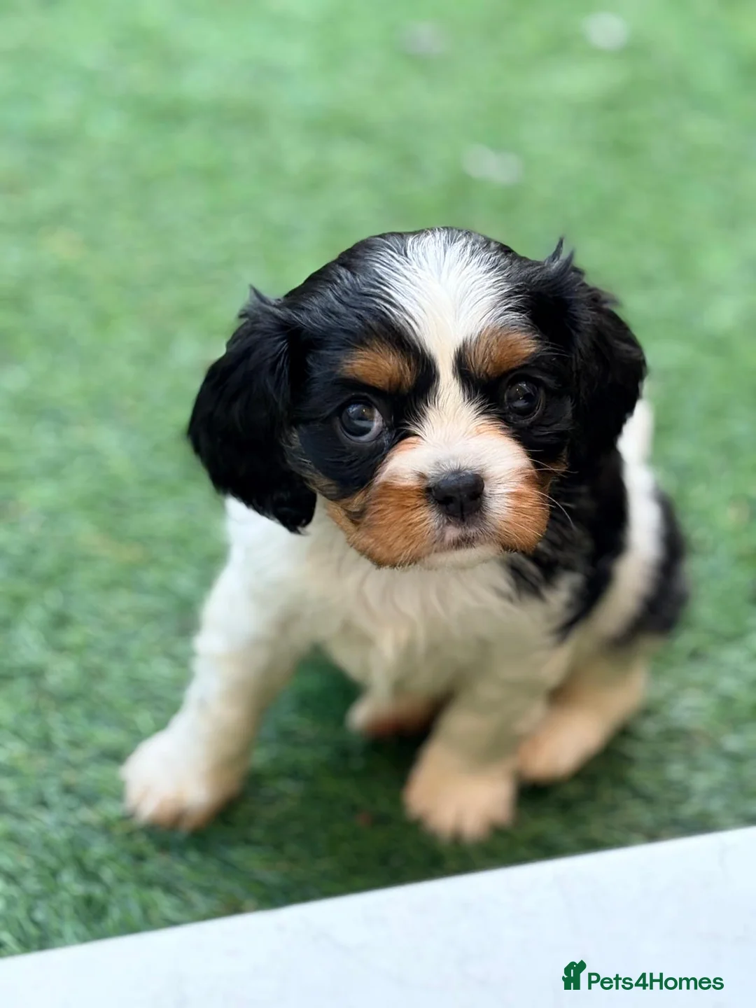 Cavalier King Charles Spaniel dogs for sale: 1 tri girl left - kc & health tested parents ❤️ - Advert 4