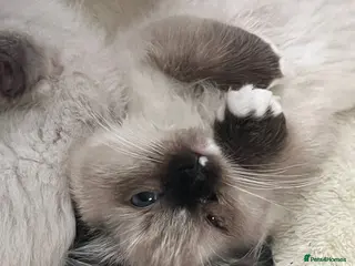 Ragdoll cats 4 full pedigree ragdoll kittens - Advert 9