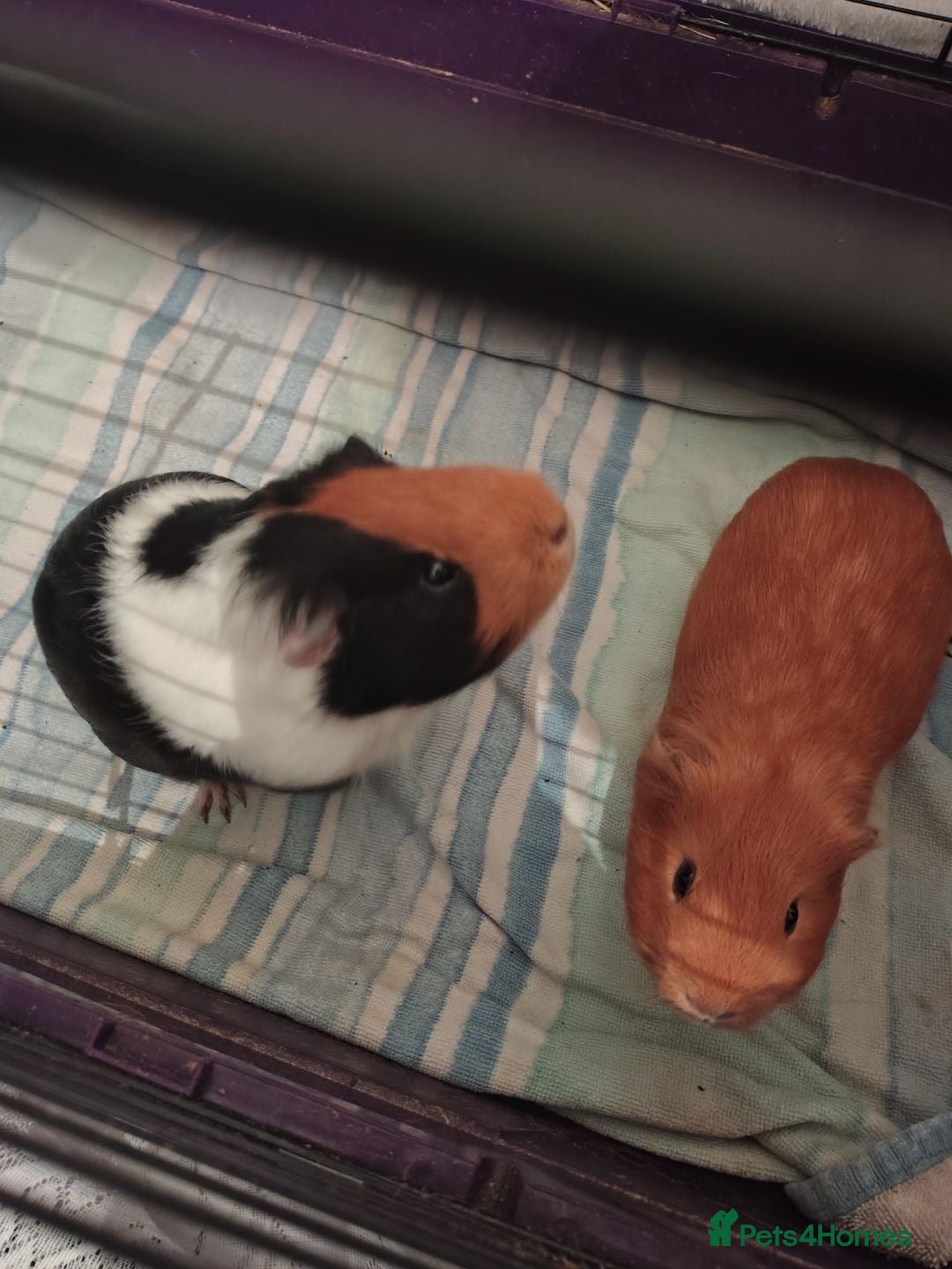 Guinea Pig rodents 2 male Gineau pigs  - Advert 1