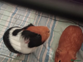 Guinea Pig rodents 2 male Gineau pigs - Advert 1