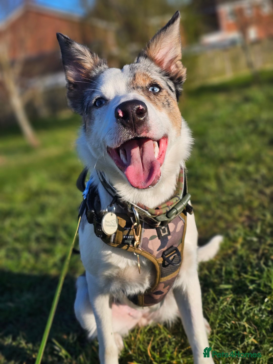 Border Collie dogs for sale: 1 year old tri border collie  - Advert 8