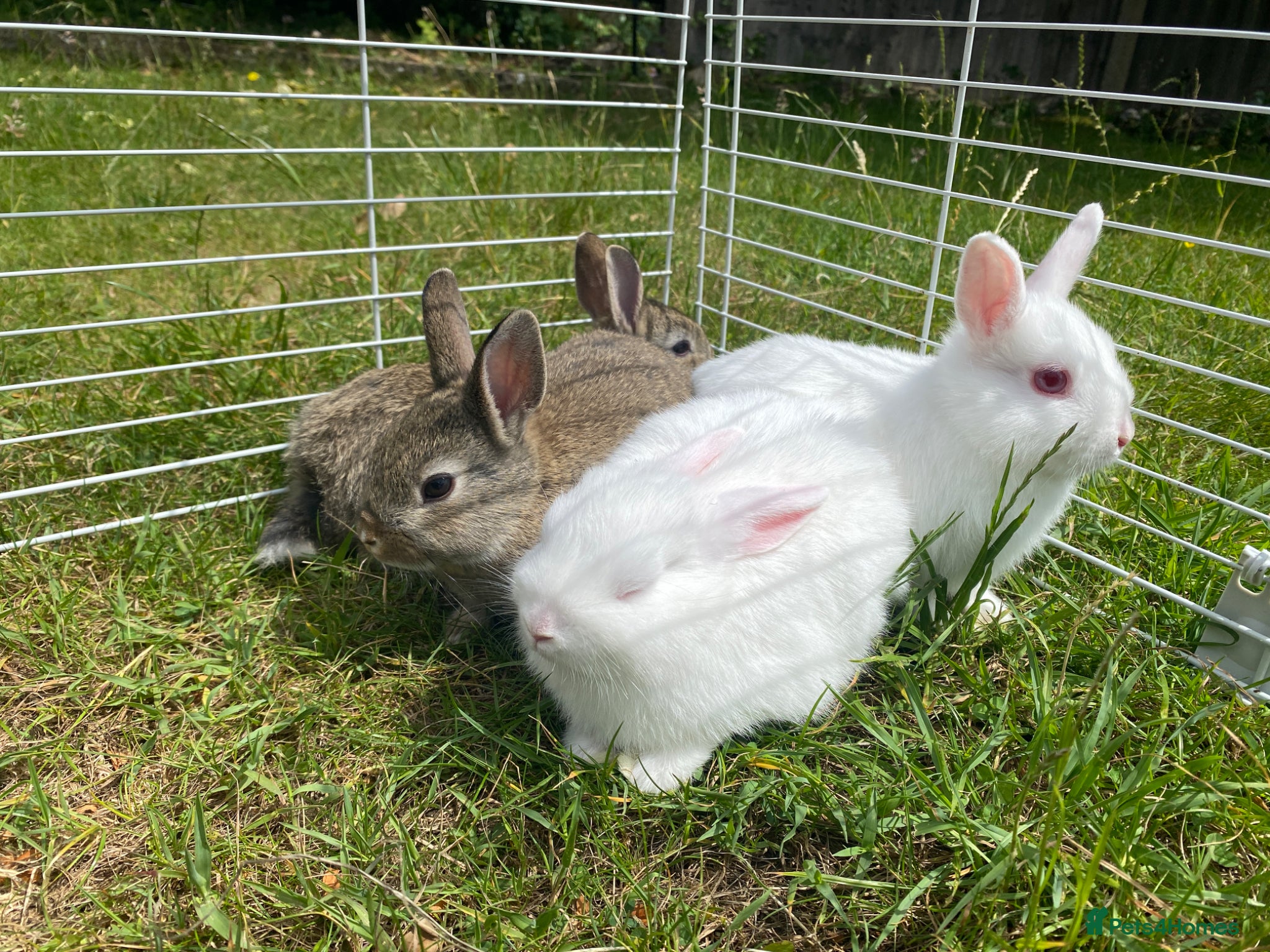 Netherland Dwarf rabbits Ready to leave 4 Bunnies Netherland Dwarf - Advert 1