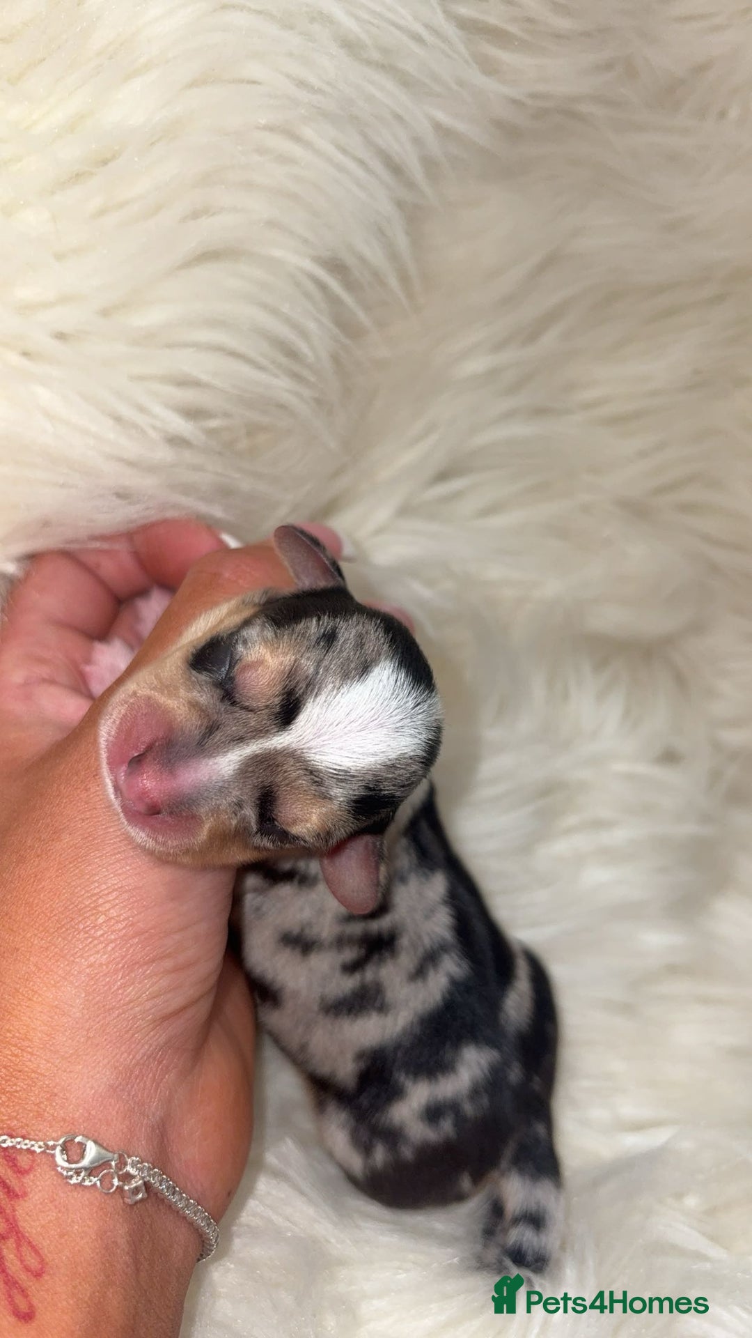 Chiweenie dogs for sale: Gorgeous Mini Dachshund X Puppies🐾 - Image 5