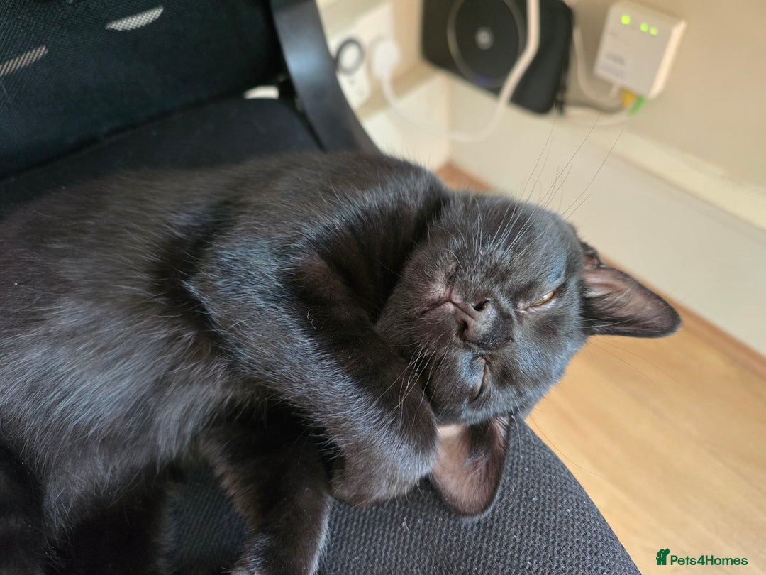 Domestic Shorthair cats for sale: Adorable black/brown kittens 13 weeks ready now - Image 6