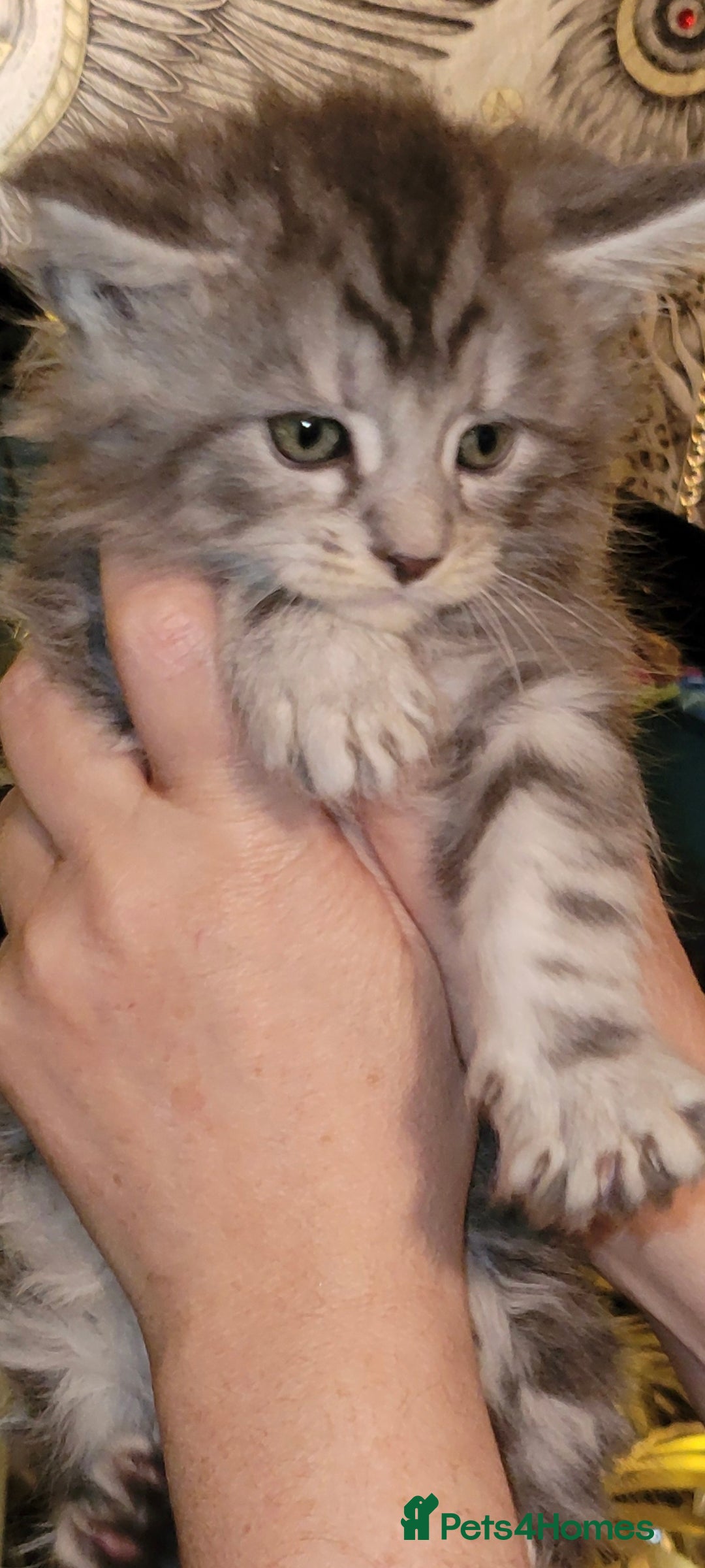 Maine Coon cats for sale: Maine coone kittens  - Advert 11