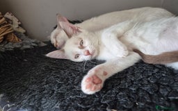 Mixed Breed cats for sale: Adorable Pedigree kitten - GCCF - REDUCED PRICE - Image 7