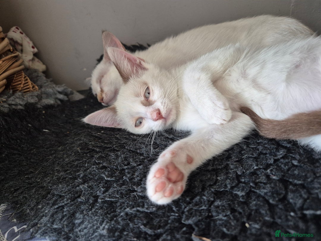 Mixed Breed cats for sale: Adorable Pedigree kitten - GCCF - REDUCED PRICE - Image 7