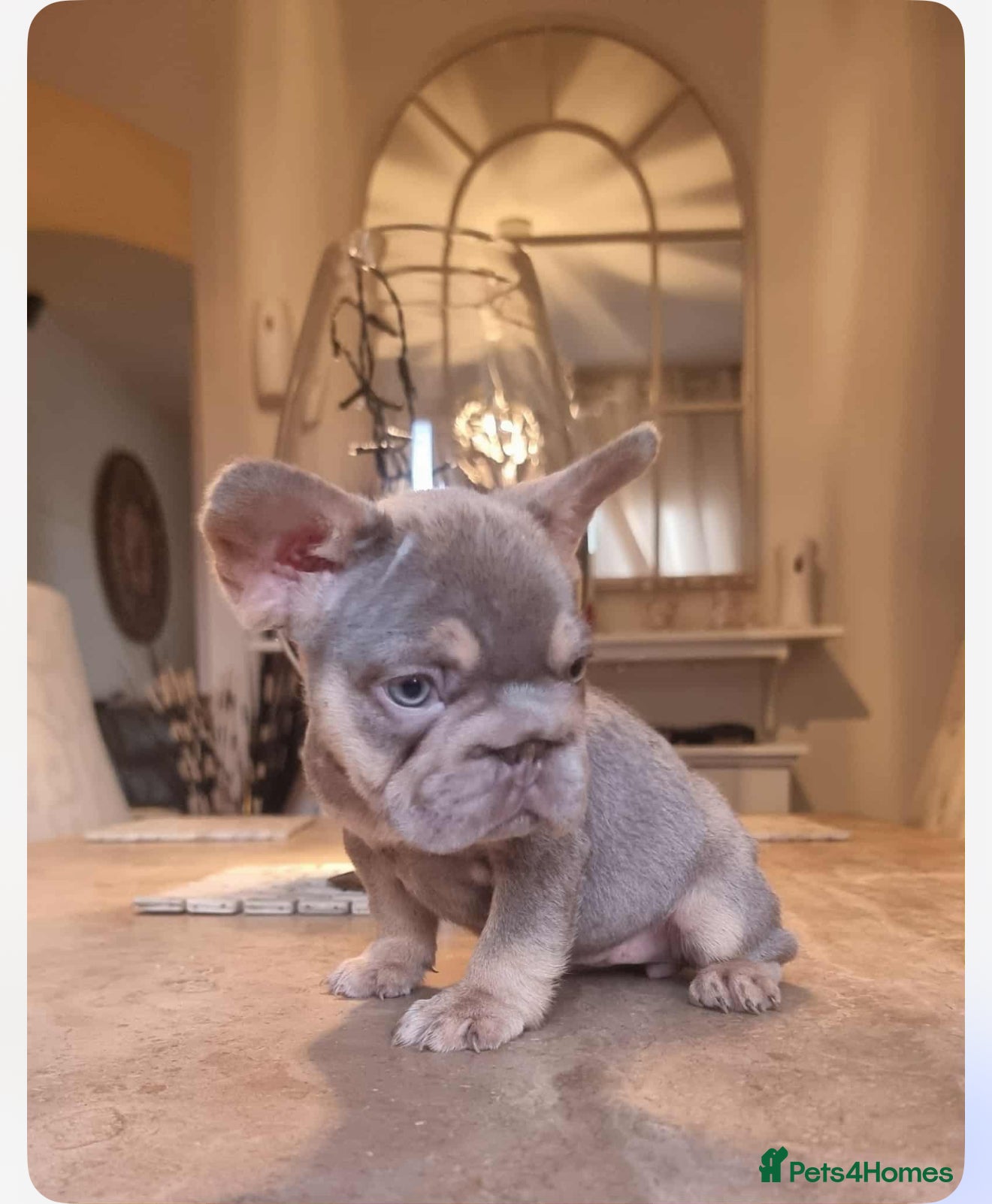 French Bulldog dogs Beautiful French bulldogs  - Advert 5