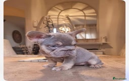 French Bulldog dogs for sale: Beautiful French bulldogs  - Image 1