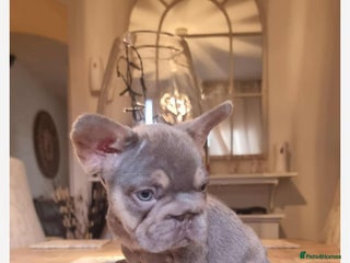 French Bulldog dogs - Advert 3