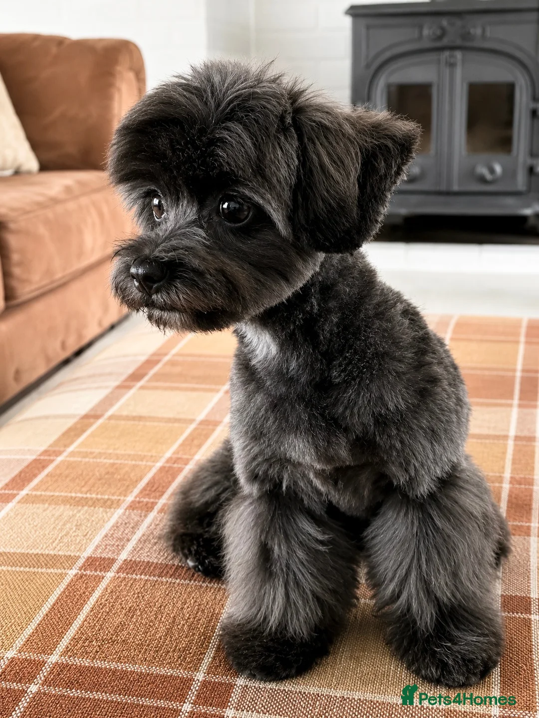 Maltipoo dogs for sale: 🐾 Buddy – Tiny Asian Maltipoo 8mths old - Advert 2