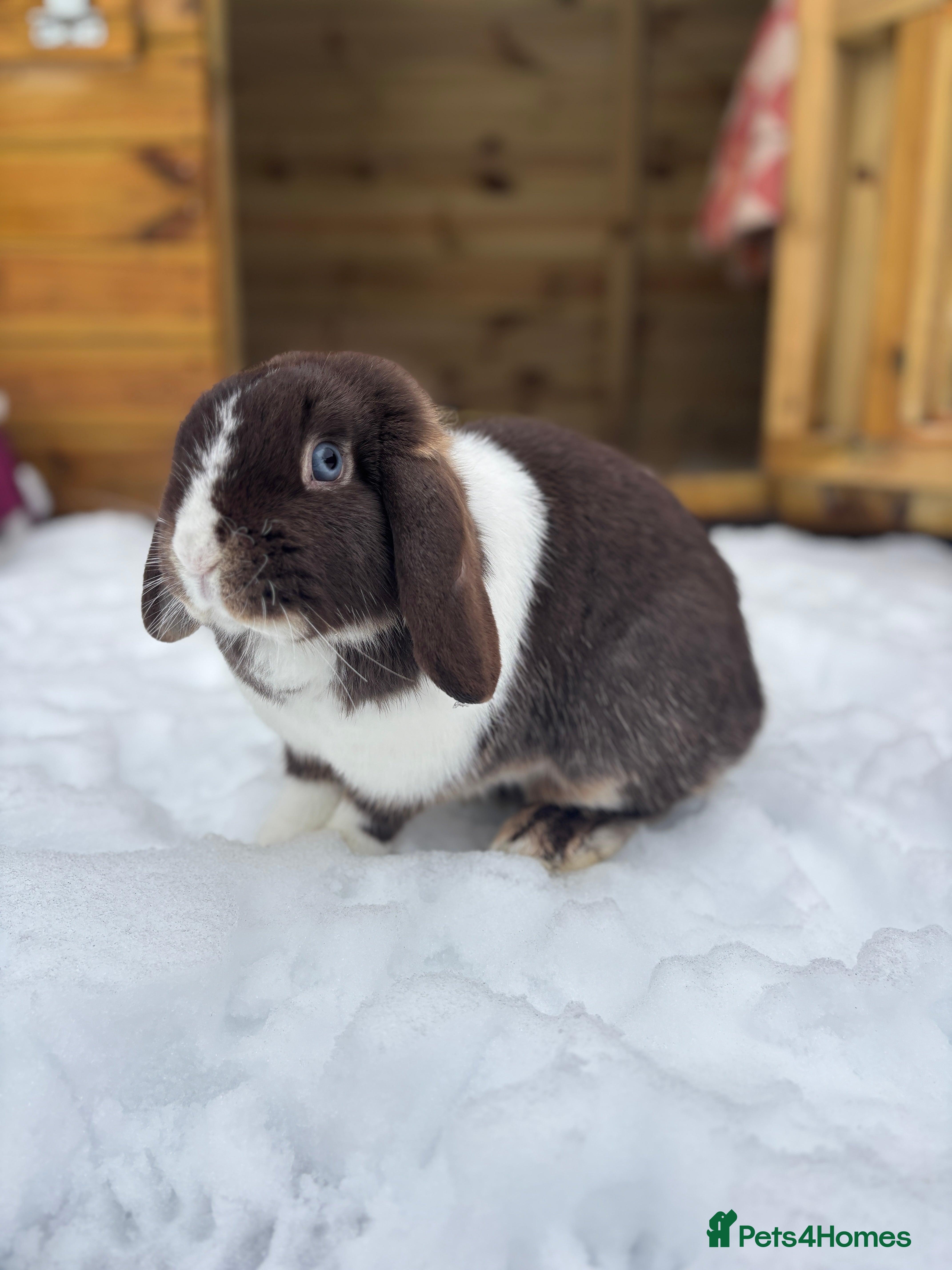 Mini Lop rabbits Female bunny princess  - Advert 1
