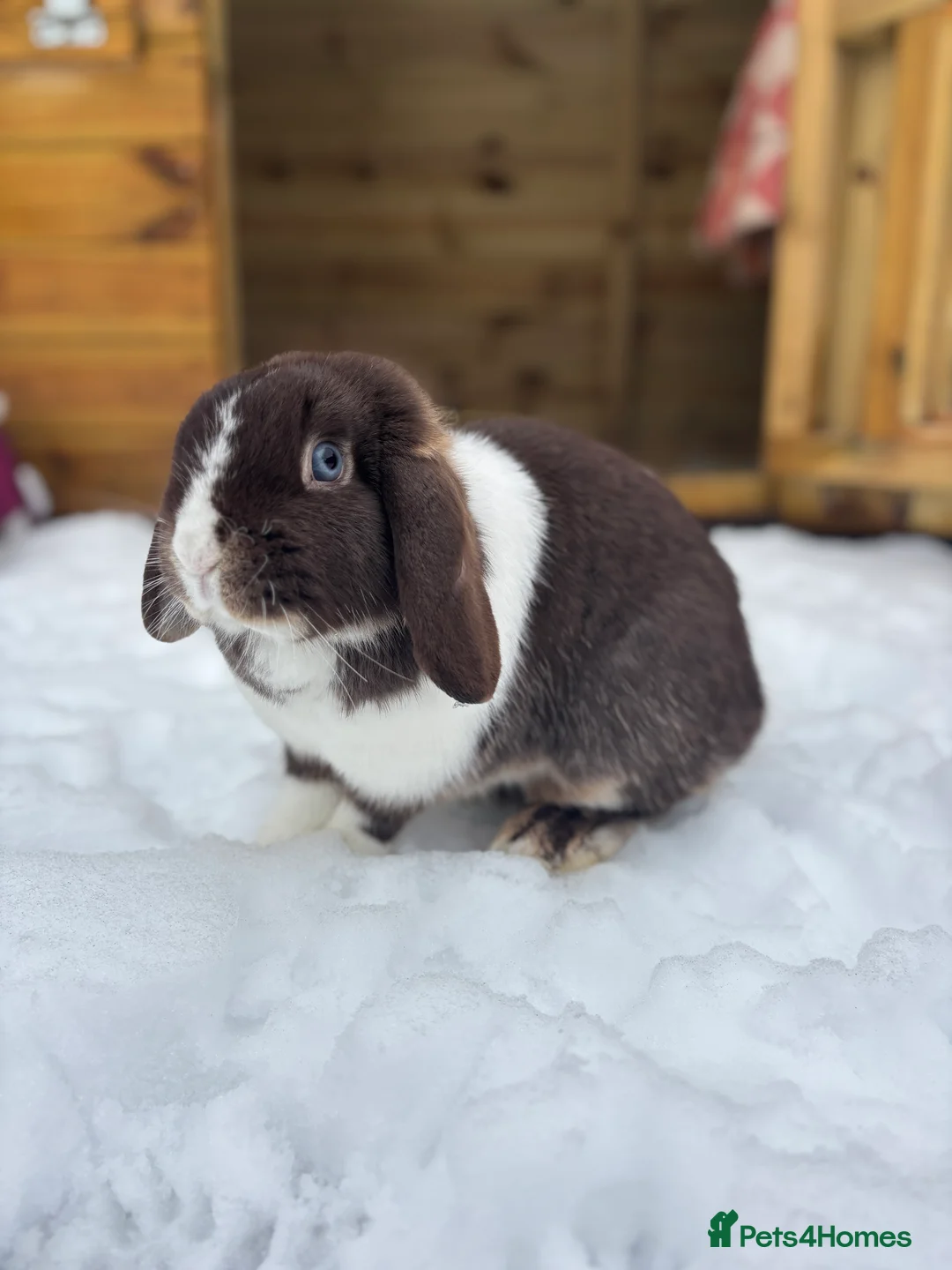 Mini Lop rabbits for sale: Female bunny princess  - Advert 1