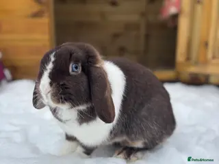 Mini Lop rabbits Female bunny princess - Advert 1