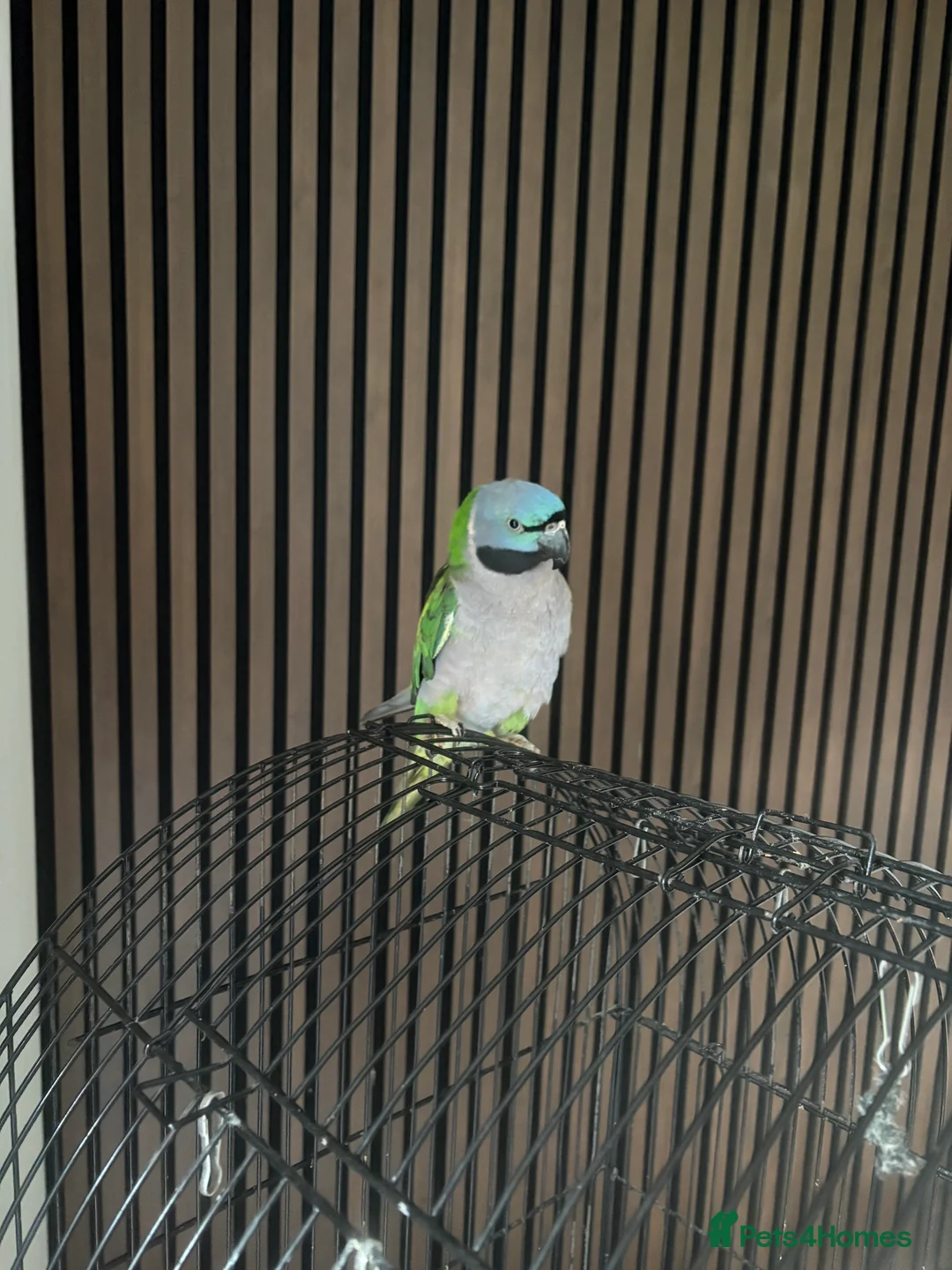 Parrots birds for sale: Lord derbeyan - Advert 3