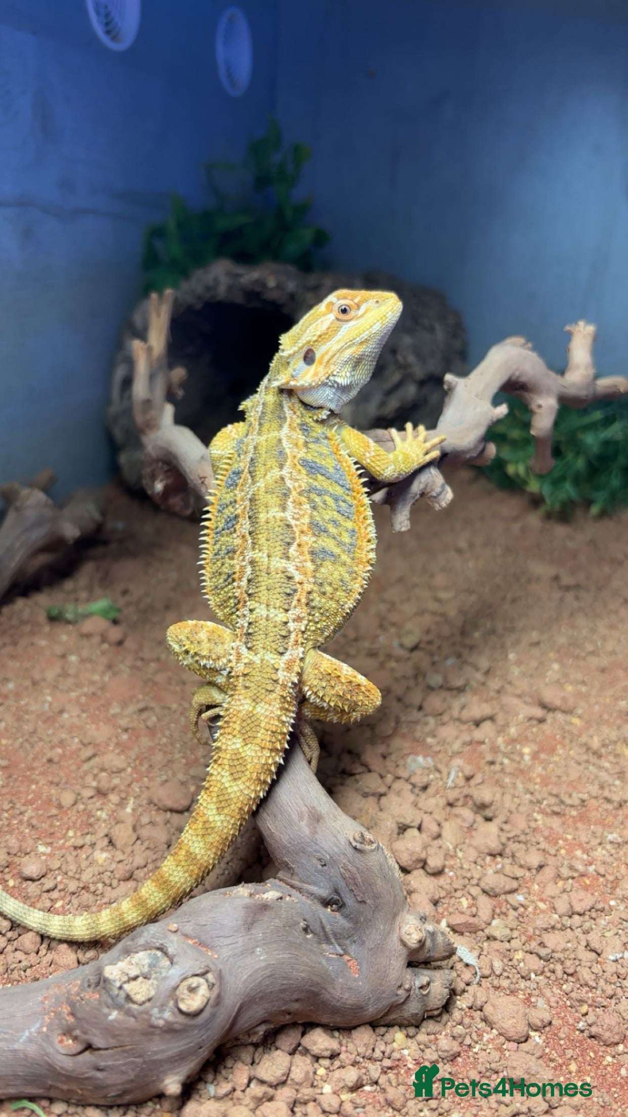 Bearded Dragon reptiles MALE Yellow blue bar  - Advert 2
