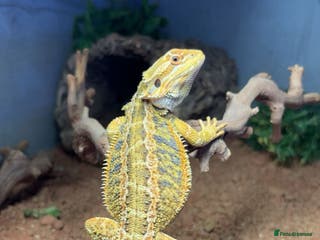 Bearded Dragon reptiles MALE Yellow blue bar - Advert 3