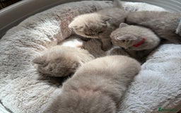 British Shorthair cats for sale: British Shothair Lilac - Image 8