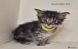 Maine Coon cats for sale: Maine Coon x siberian - Image 4