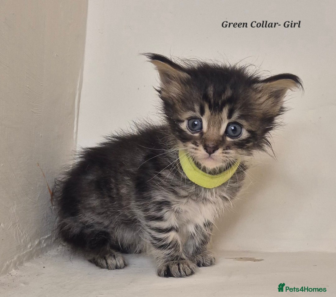 Maine Coon cats for sale: Maine Coon x siberian - Image 4