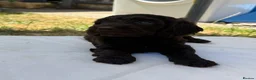 Cockapoo dogs for sale: Cockapoo puppies 🐶  in Swadlincote - Advert 4
