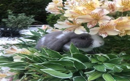 Mini Lop rabbits for sale: gorgeous friendly mini lops £75 - Image 8